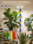 GLOWRIUM Smart Grow Light for Indoor Plants, Full Spectrum LED Plant Light