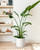 LE TAUCI 12 Inch Pot for Plants, Ceramic Indoor Planter, White