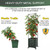 Tomato Planter Pot Tomato Box Raised Garden Bed 56.5" Tall Self-Watering and Water Indicator Planter for Tomato Outdoor Indoor Metal Trellis for Climbing Plants Large Reservoir-1 planter-not 2