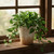 Creative Co-Op Terra-Cotta Planter with Ruffled Edge, Distressed Natural Finish