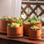 D'vine Dev Set of 4 Terracotta Shallow Planter Pots for Succulent, 3 Inch 4 Inch 5 Inch 6 Inch, Small Flower Plant Pots with Drainage and Saucer, 40-Z-0
