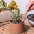D'vine Dev Set of 4 Terracotta Shallow Planter Pots for Succulent, 3 Inch 4 Inch 5 Inch 6 Inch, Small Flower Plant Pots with Drainage and Saucer, 40-Z-0