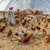 Chicken Coop, Chicken Perches with Swing, Chicken Roosting Bars, Chicken Activity Play Toys, Wooden Chicken Ladder for Pet's Healthy & Happy, Suitable for Backyard Farm