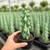 Boobie Cactus Live Plant - Myrtillocactus Geometrizans Fukurokuryuzinboku - 6-8 Inch Height, Unique Succulent Cactus for Indoor and Outdoor Home and Garden Decor, Low Maintenance and Drought-Tolerant