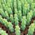 Boobie Cactus Live Plant - Myrtillocactus Geometrizans Fukurokuryuzinboku - 6-8 Inch Height, Unique Succulent Cactus for Indoor and Outdoor Home and Garden Decor, Low Maintenance and Drought-Tolerant