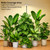 chiphy 85" Tall Grow Light for Large Indoor Plants, 60W Full Spectrum