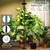 chiphy 85" Tall Grow Light for Large Indoor Plants, 60W Full Spectrum