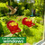 Hsmanchry Hummingbird Feeder Helmet, 2-Pack Wearable Bird Feeder Hat
