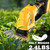 Cordless Hedge Trimmer for Dewalt 20V MAX Battery (No Battery) - Electric Hedge Trimmer Cordless Grass Trimmer, Bush Trimmer & Grass Shears for Yard，Brushless Motor，Powerful & Lightweight