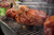 Weber® Wired Food Probe for Weber® Smart Grills and Smokers