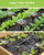 RAINPOINT Drip Irrigation System, Quick-Connect Garden Watering System Kit with Adjustable Emitters for Greenhouse, Garden Grid, Raised Bed, Potted Plant