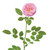 Perfect Plants Sweet Drift Rose Live Plant, 1 Gallon, Pink Ground Cover