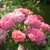 Perfect Plants Sweet Drift Rose Live Plant, 1 Gallon, Pink Ground Cover