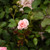 Perfect Plants Sweet Drift Rose Live Plant, 1 Gallon, Pink Ground Cover