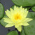 AquaLeaf Aquatics Hardy Water Lily Rhizomes for Planting, 3 Tubers, Pink, Yellow and Orange — Not Fully Grown Plants