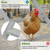 Chicken Perch for Coop, Chicken Roosting Bars for Chickens in Coop