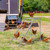 Chicken Perch for Coop, Chicken Roosting Bars for Chickens in Coop