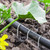 Landscape Staples 6 Inch Galvanized Garden Stakes 150 Pack,Garden Staples Heavy-Duty Sod Pins Anti-Rust Fence Stakes Securing Pegs for Barrier Fabric Irrigation Tubing Hose Weed