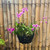 DESQUIGGLE Set of 4 Large Black Strong Plastic Orchid Baskets 10 Inches Wide with Hangers for Orchids, Staghorn Ferns, Orchid Baskets for Outside, Plastic Orchid Pots with Holes