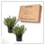 The Three Company Herb - Live Aromatic Herb, Lavender (6 Pack)
