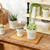 Fayoula Succulent pots,Indoor Small Succulent Bonsai,3 Inch Mini Ceramic Succulent Pots with Saucer and Drainage Hole, Decorative Planter for Succulent, Cactus, Set of 4.