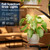 Plant Stand Indoor with Grow Lights - 9 Tiered Corner Plant Shelves Tall