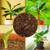 Soil Sunrise Banana Tree Potting Soil Mix (12 Quarts) – Hand-Blended Indoor/Outdoor Mix for Healthy Banana Plants – Enhances Drainage & Root Support – Made in USA
