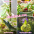 Riare 4.4LB Premium Sphagnum Moss for Plants- 80QT Natural Dried Plant Moss