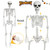 5.4ft & 3ft Halloween Life Size Skeleton with Movable Joints for Halloween