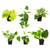 Plentiful Pothos & Philodendron (6 Pack), Pothos Live Plant Decor, Easy Indoor House Plants for Beginners, Marble Queen, Golden, Variegated Varieties