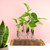 Plentiful Pothos & Philodendron (6 Pack), Pothos Live Plant Decor, Easy Indoor House Plants for Beginners, Marble Queen, Golden, Variegated Varieties