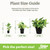 Plentiful Pothos & Philodendron (6 Pack), Pothos Live Plant Decor, Easy Indoor House Plants for Beginners, Marble Queen, Golden, Variegated Varieties