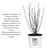 Proven Winners 2 Gal. Red Pillar Rose of Sharon (Hibiscus) Shrub