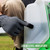 ALIENTABI Battery Powered Backpack Sprayer 36/65 PSI 4Gal for Lawn Garden