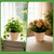 FUPMILPHRANX 10 PCS Seagrass Plant Baskets with Plastic Liners, Woven Planter Baskets for Indoor Outdoor Plants, Wicker Flower Pots Plant Containers and Storage Baskets for Home & Farmhouse Decor