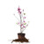 Perfect Plants Jane Magnolia Tree, 1 Gallon, Live Plant