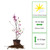 Perfect Plants Jane Magnolia Tree, 1 Gallon, Live Plant