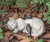 LC LCdecohome Sleeping Cat Garden Statues Outdoor - 12" Sparrows On Cat Figurine Memorial Statue Grave Markers Garden Resin Statues for Outdoor Decor Outdoor Statue Resin 12" x 8" x 4.5"