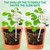 17 oz Up 2 Weeks Extra Large Plant Watering Globes, Self Watering Planter Insert Iridescent Self Watering Globes, Vacation Plant Watering Devices-Watering Bulbs for Outdoor Plants (Extra Large 4-Pack)