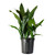 American Plant Exchange Cast Iron Plant – Live 10-Inch Potted Evergreen, Hardy Low-Light Houseplant, Drought-Tolerant & Easy-Care Foliage Plant for Home, Office & Shade Gardens