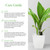 American Plant Exchange Cast Iron Plant – Live 10-Inch Potted Evergreen, Hardy Low-Light Houseplant, Drought-Tolerant & Easy-Care Foliage Plant for Home, Office & Shade Gardens