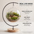 LuckyRunes DIY Glass Terrarium Kit with Live Moss & Mini Tools