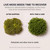 LuckyRunes DIY Glass Terrarium Kit with Live Moss & Mini Tools