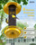 iBorn Finch Feeders for Outside,Thistle Bird Feeders for Outdoors Hanging,Nyjer Seed Feeder,Metal Mesh Tube Bird Feeder 13.5 Inch with 17cm Weatherproof Large Roof and Tray,2.2 LB Capacity,Yellow