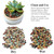 FANTIAN Succulent Cactus Soil Potting Mix, 10 lbs Pebbles for Plants