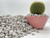 Pumice for Bonsai, Succulent, Cactus, Alocasia, Monstera, and Tropical Aroids | 20 Quarts Bag | 1/4” Particle Size | The Bonsai Supply