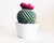 Pumice for Bonsai, Succulent, Cactus, Alocasia, Monstera, and Tropical Aroids | 20 Quarts Bag | 1/4” Particle Size | The Bonsai Supply