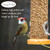 Happy Wings 10LB Shelled Peanuts Bird Food, No Grow Seeds, 100% Edible