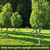 Tree Stakes and Supports, Heavy Duty Tree Stakes Kit Include 12Pcs Tree Straps for Staking, 12Pcs 12" Steel Spikes and 156Ft Rope, Tree Supports for Young Tree Anti Strong Wind, Bad Weather