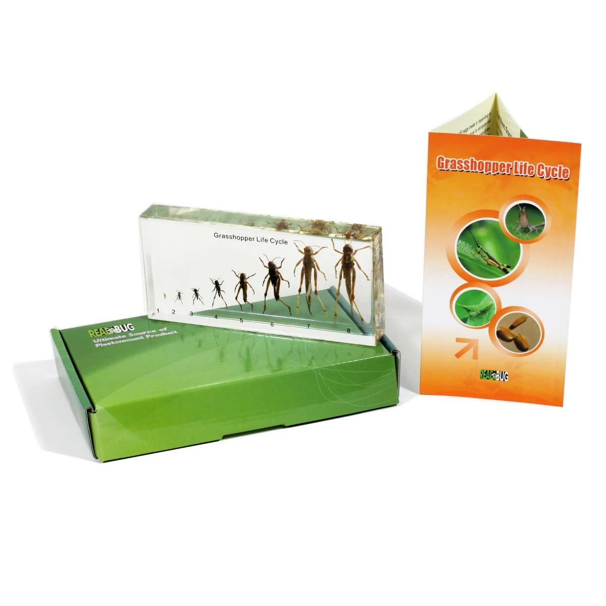 Life Cycle of Grasshopper - Specimen Kit | Geyer Instructional